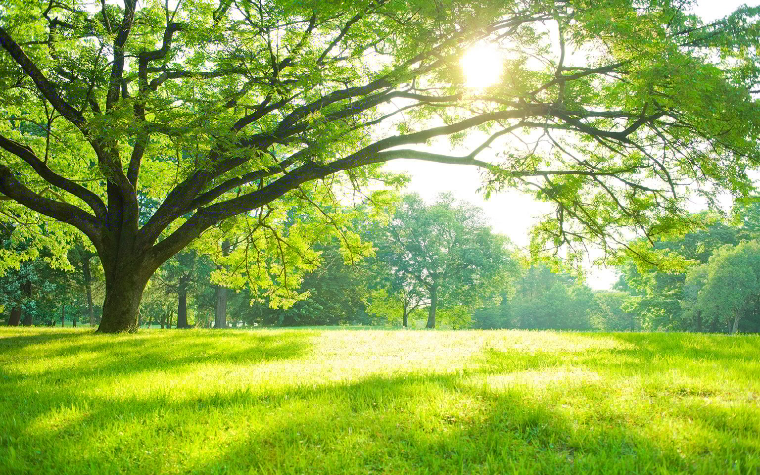 environmental-policy