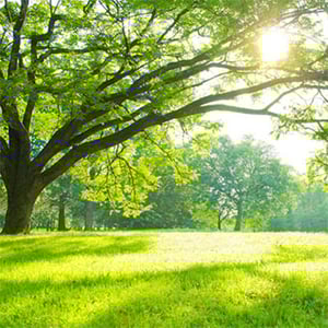 environmental-policy